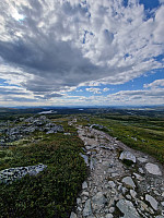 Peregrinus_20240730_66a8fd6925c12.jpg