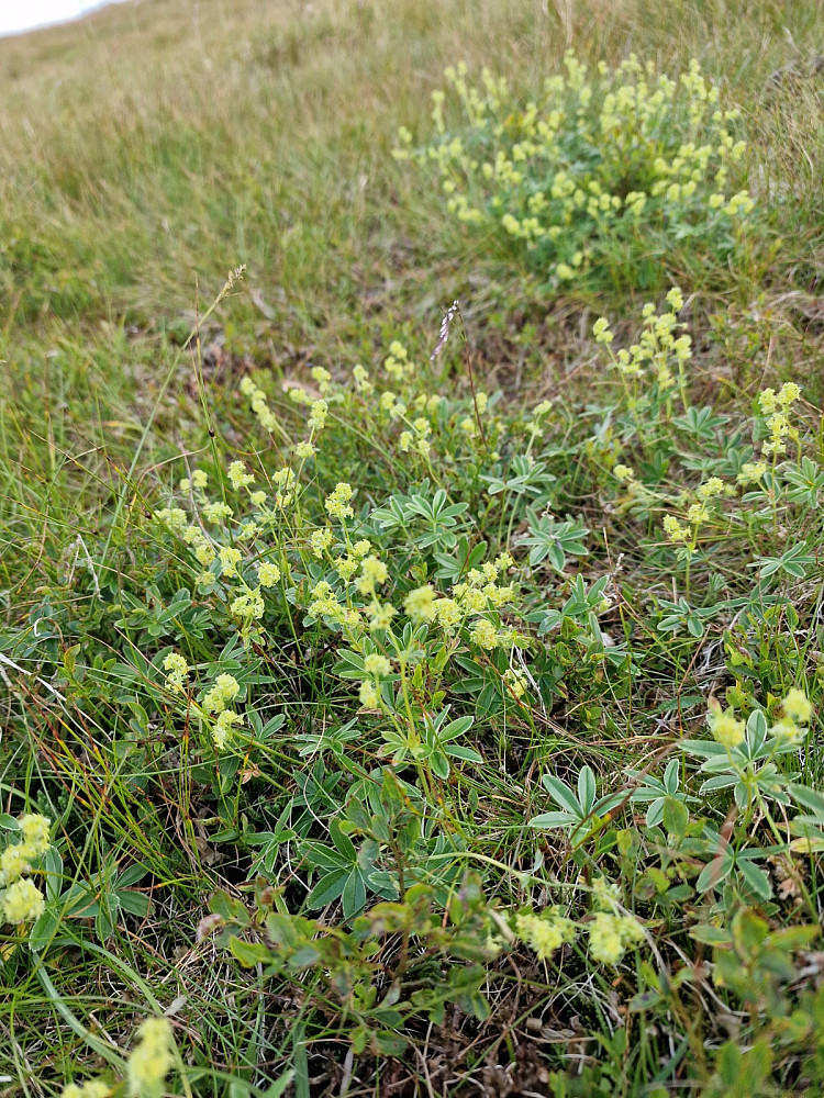 Fjellmarikåpe