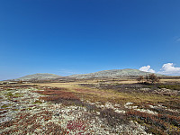 Peregrinus_20240907_66dc39f42bccb.jpg