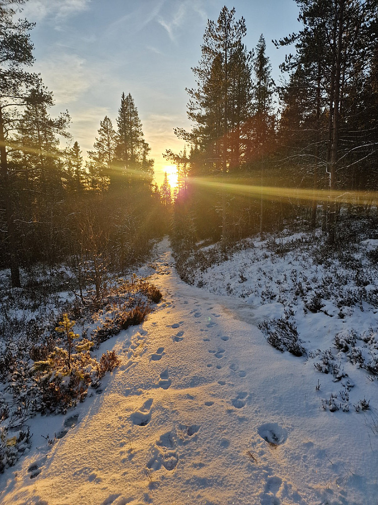 Flotte forhold for å gå på beina.