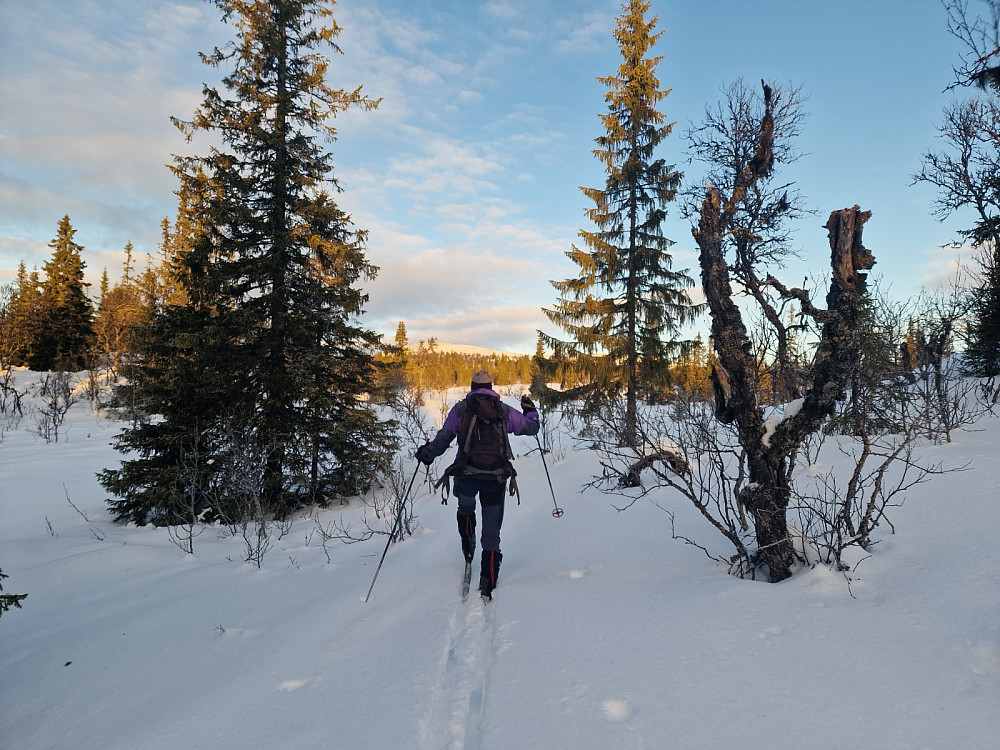 Gjennom skogen
