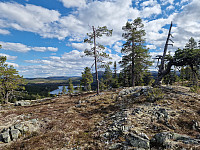 Peregrinus_20250531_683b4b333eec9.jpg