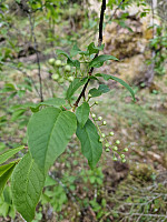 Peregrinus_20250531_683b4b33b5640.jpg
