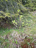 Peregrinus_20250531_683b4b342cca5.jpg