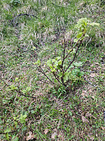 Peregrinus_20250531_683b4b34b195d.jpg