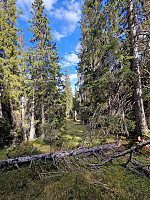 Peregrinus_20250531_683b4b353a3fc.jpg