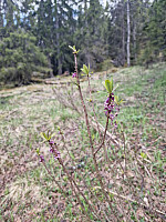 Peregrinus_20250531_683b4b35c2ae7.jpg