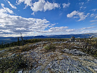 Peregrinus_20250531_683b4b363bd51.jpg