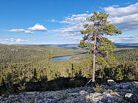 Peregrinus_20250531_683b4b36bbf71.jpg
