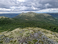 Peregrinus_20250701_68644fc485590.jpg