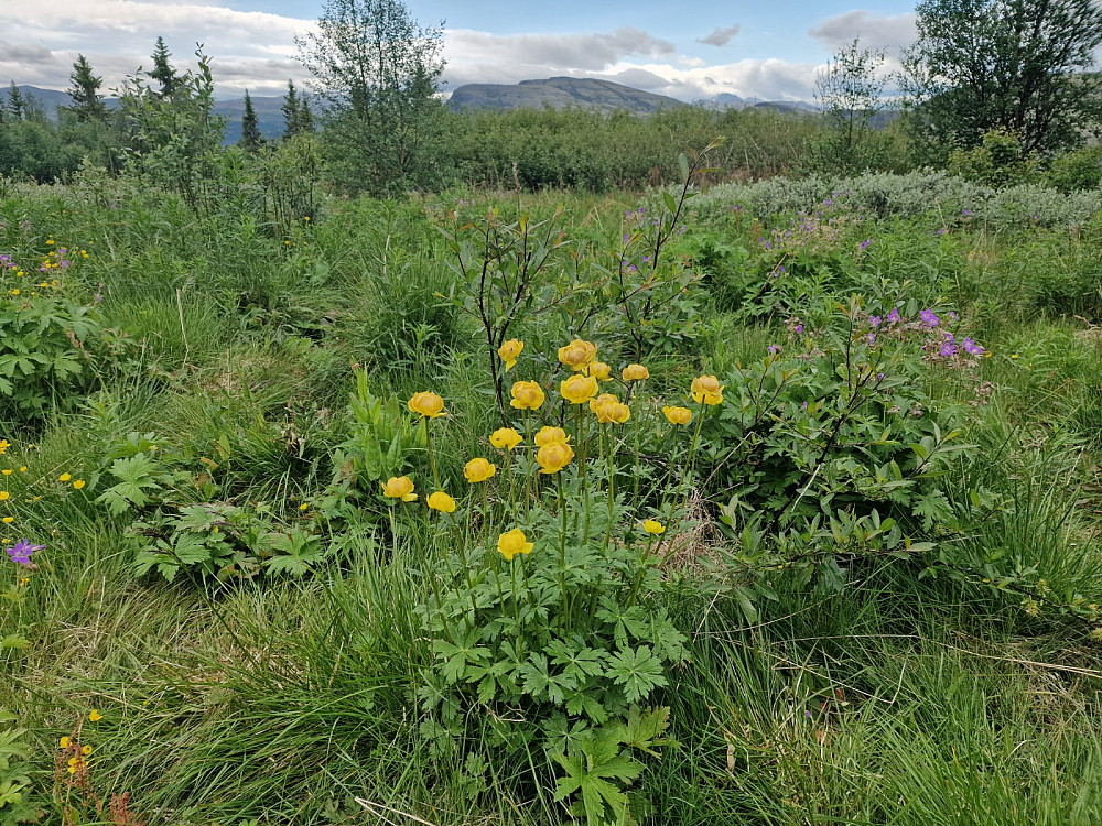 Ballblommen blomstrer på sætervollen.