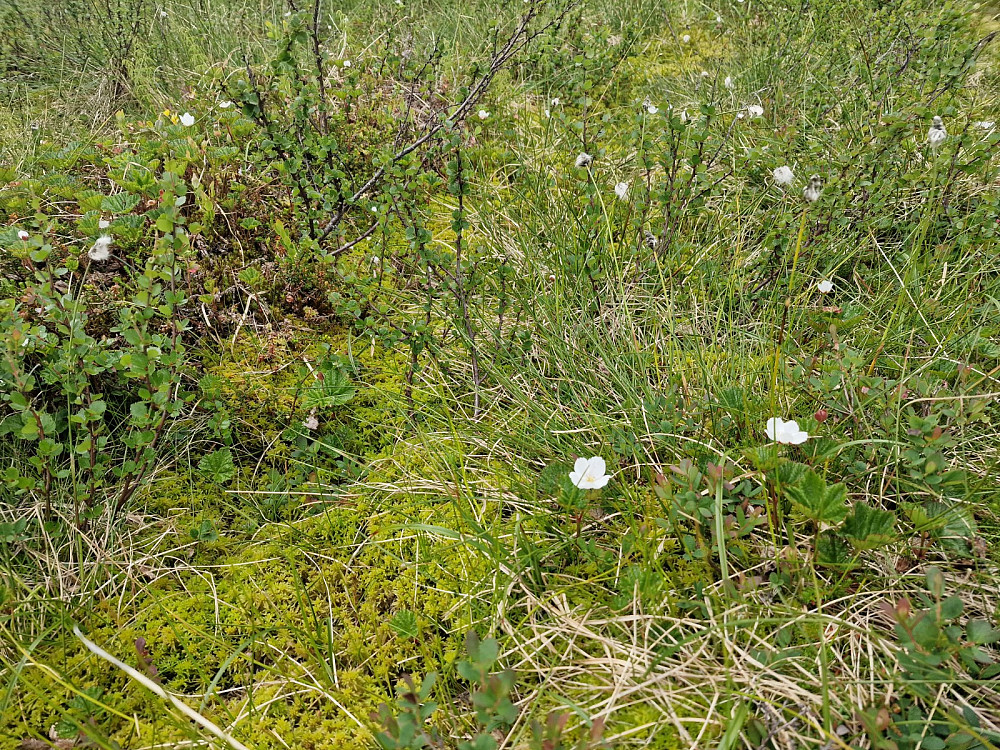 Multa blomstrer. Det var mange tomme hamser, og jeg synes det var sen blomstring av multa. Spesielt i år da det har vært en veldig tidlig vår. Nesten så det så ut som det var runde nummer to med blomstring, men det har jeg ikke hørt om før.