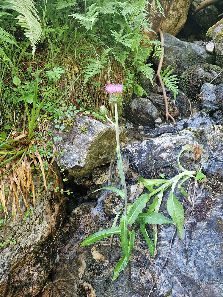 Hvitbladtistel