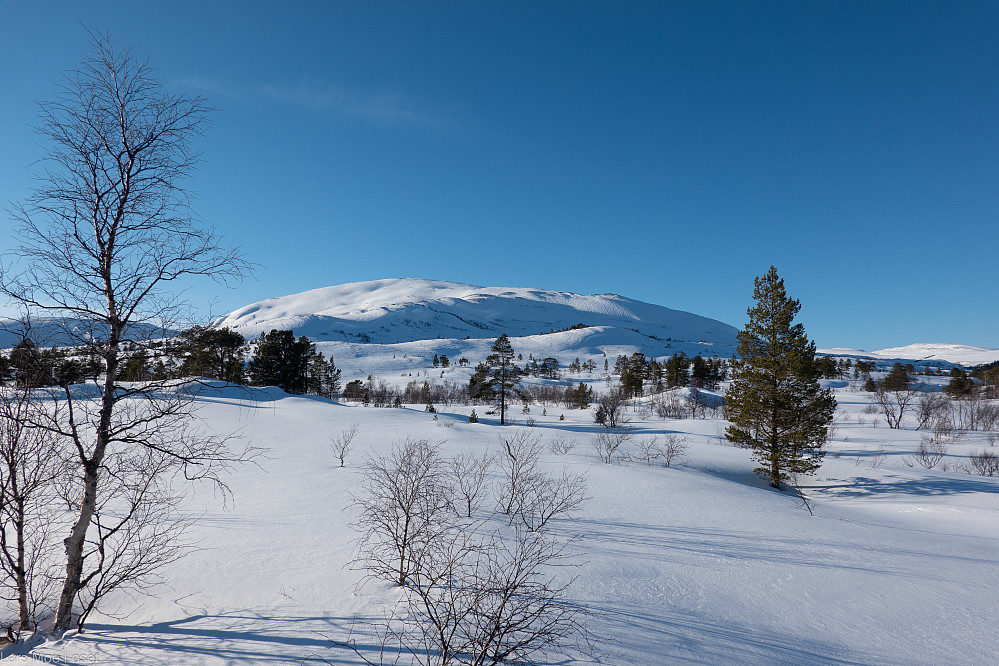 Storhaugen ligger nedenfor Trollhøtta og nåes fra Helgetunsetra etter å ha kryssa Rinna og Litlrinna.