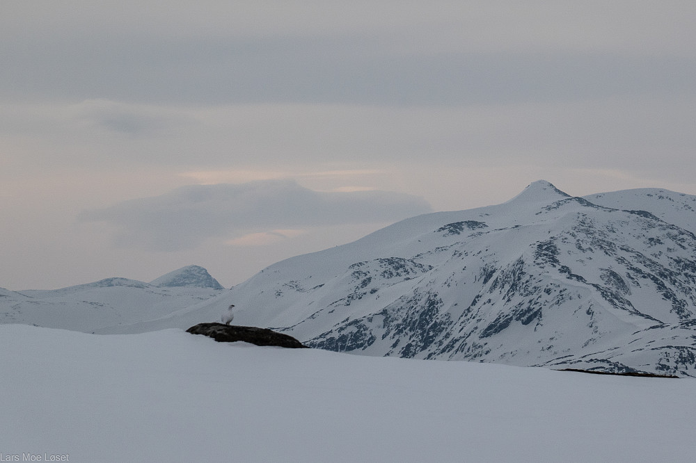 Fjellrypesteggen har begynt å opprette territorium nå i midten av mars.