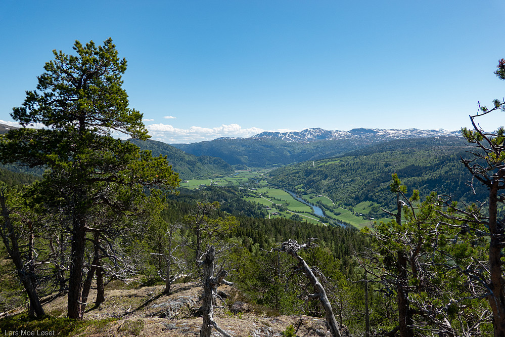 Utsikt oppover mot bl.a. Voll fra Pikhåmmåren.