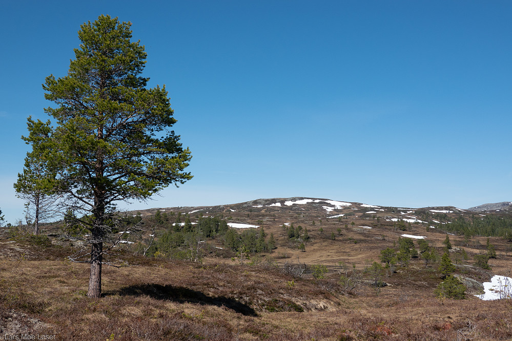 Litlfjellet dukker opp ved skoggrensa .