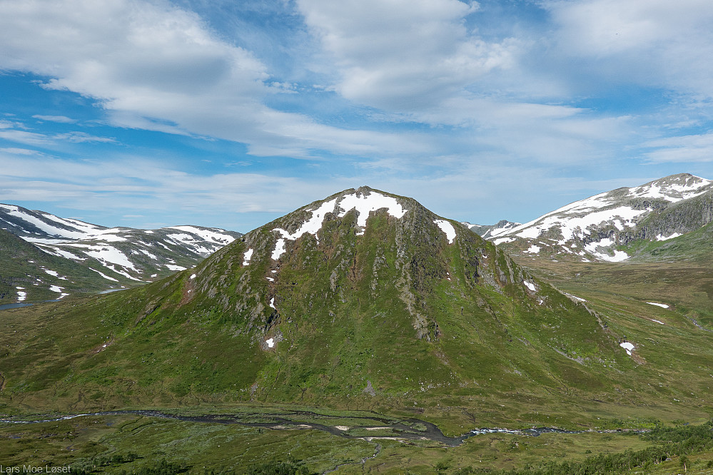 Sprikltjønnknubben