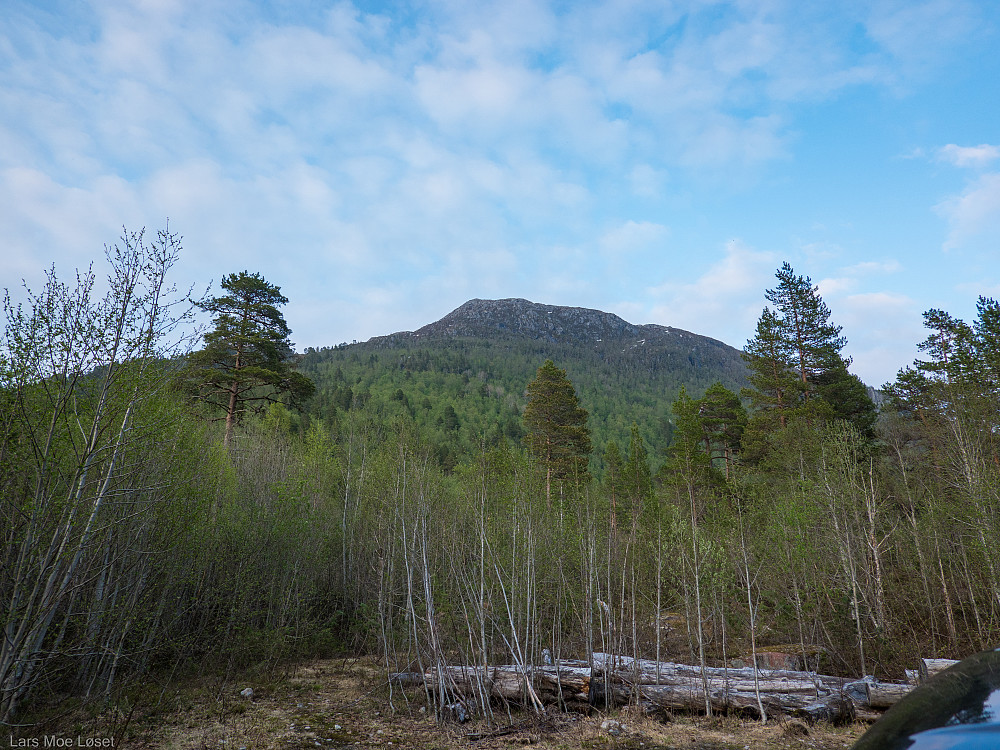 Bratt opp lia til Skarfjellet.