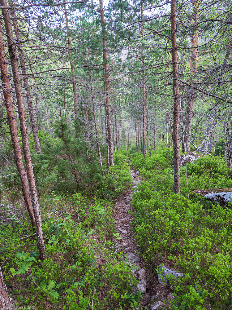 Blåmerket sti, som i begynnelsen snor seg opp etter en nedgrodd traktorvei.