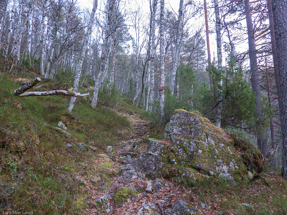 "Kvilar-steinen" halvmidt oppe i lia.