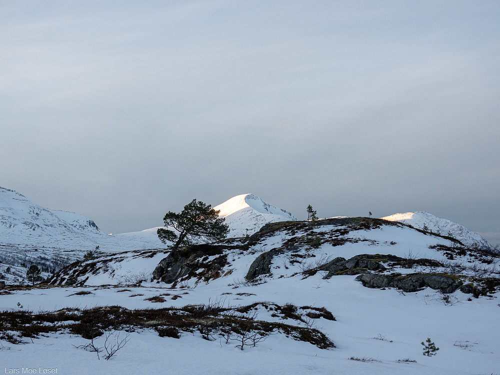 Toppunktet på Brusetstorhaugen.