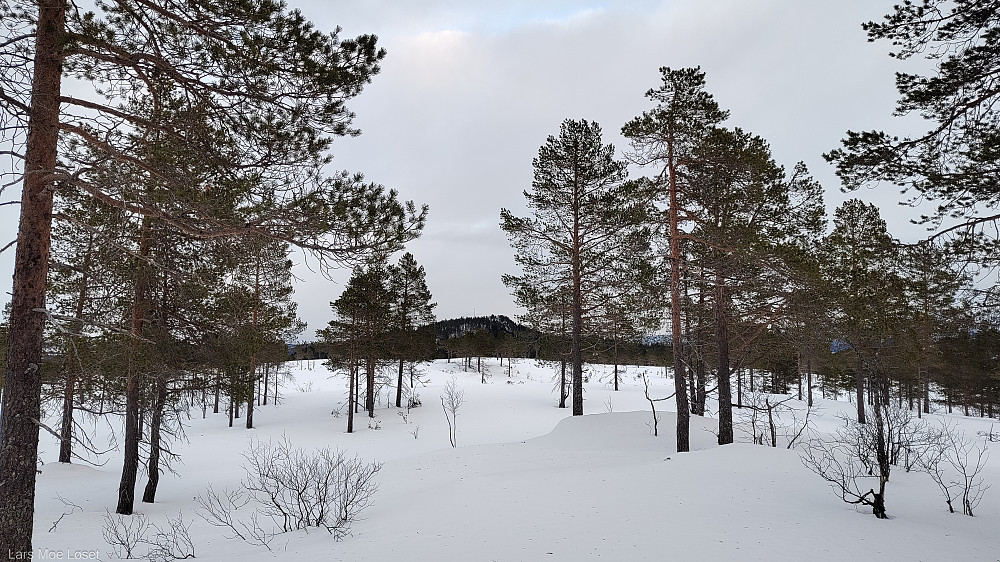 Fra høyeste punktet på Tiuråsen, ser en østover Kjølen, mot Vettåsen.