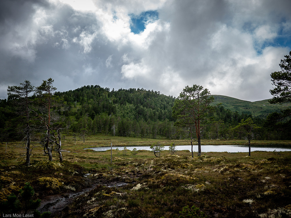 Melahaugen