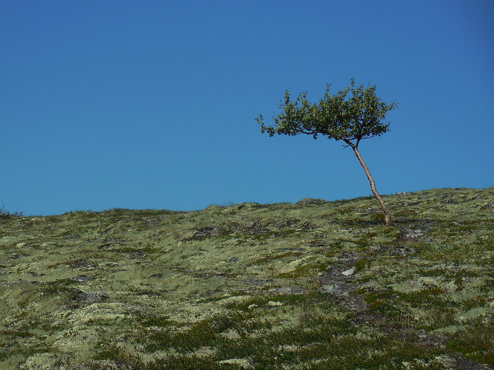 Den siste bjørka før toppen.