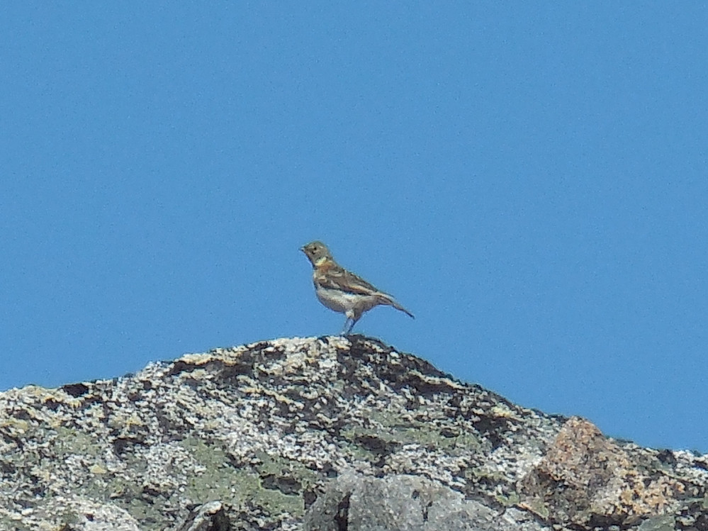 En snøspurv poserer nær toppen.