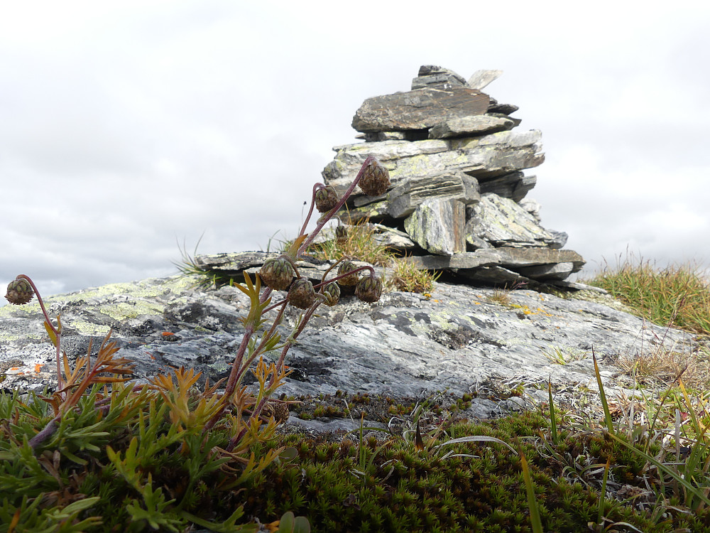 Norsk malurt på toppen av Søndre Rundhøa. Står på rødlista som nær truet.