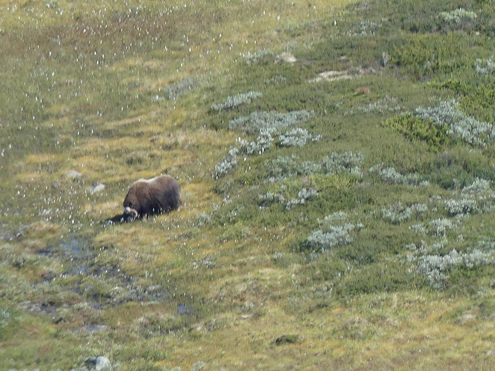 En enslig moskus i Stroplsjødalen.