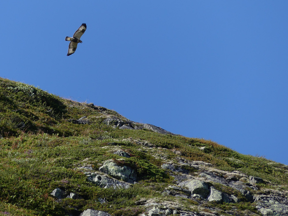 Fjellvåk.