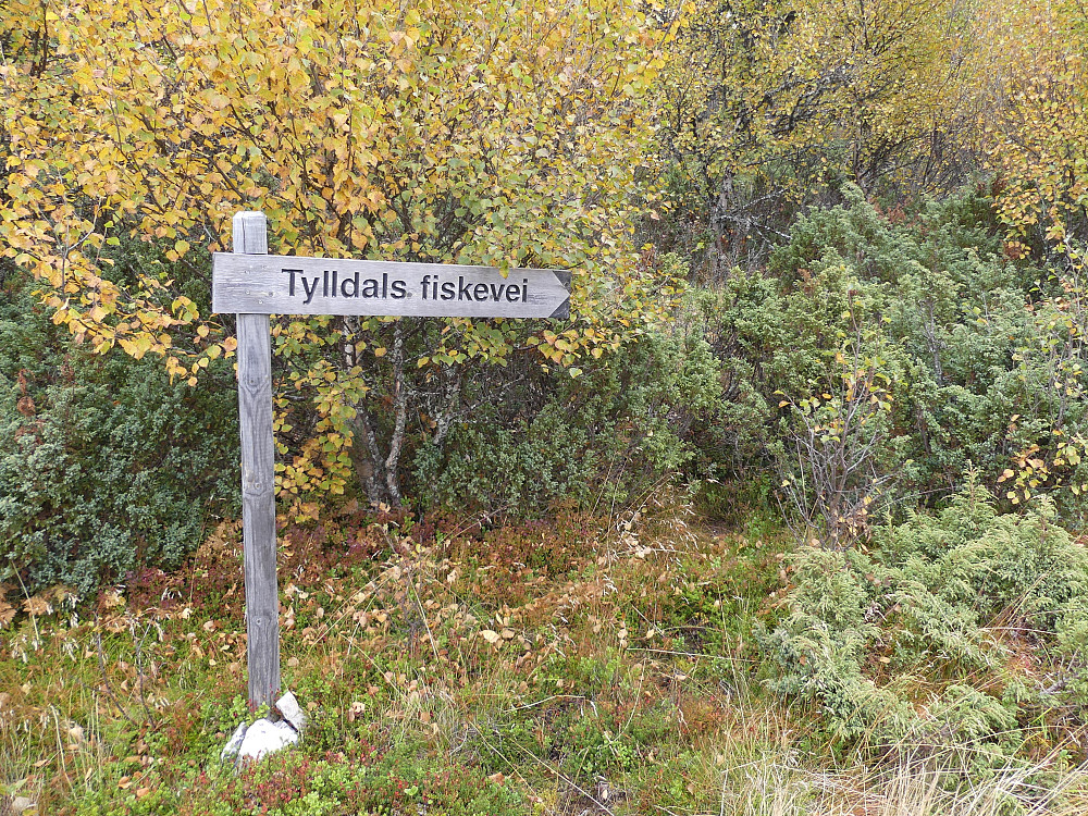 Jeg fulgte Tylldals Fiskevei gjennom fjellbjørkeskogen.