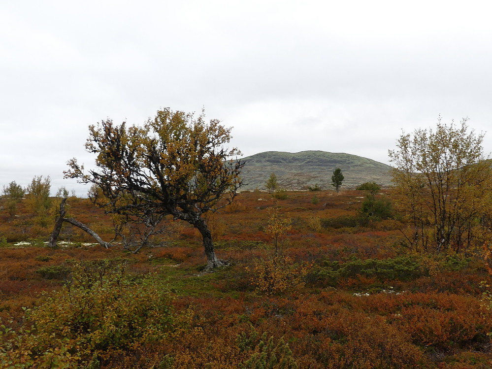 Midthøa i nord.