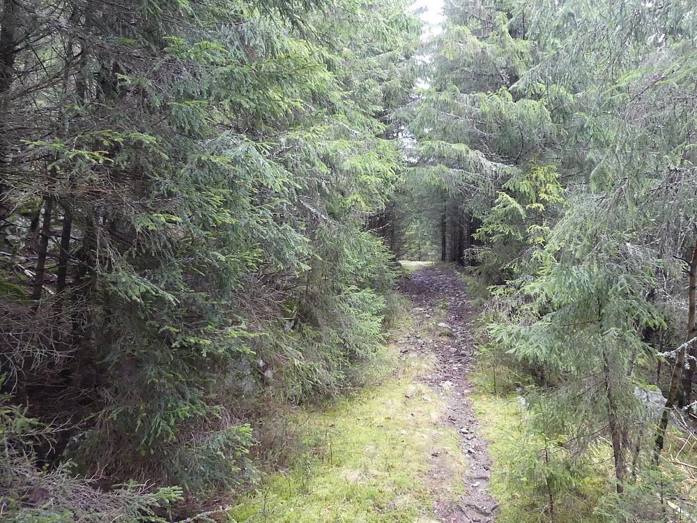 Jeg startet etter fin sti oppover Trebekkdalen.
