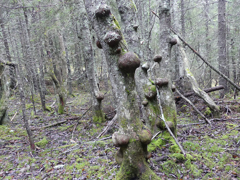 Trekoppemner i fleng!