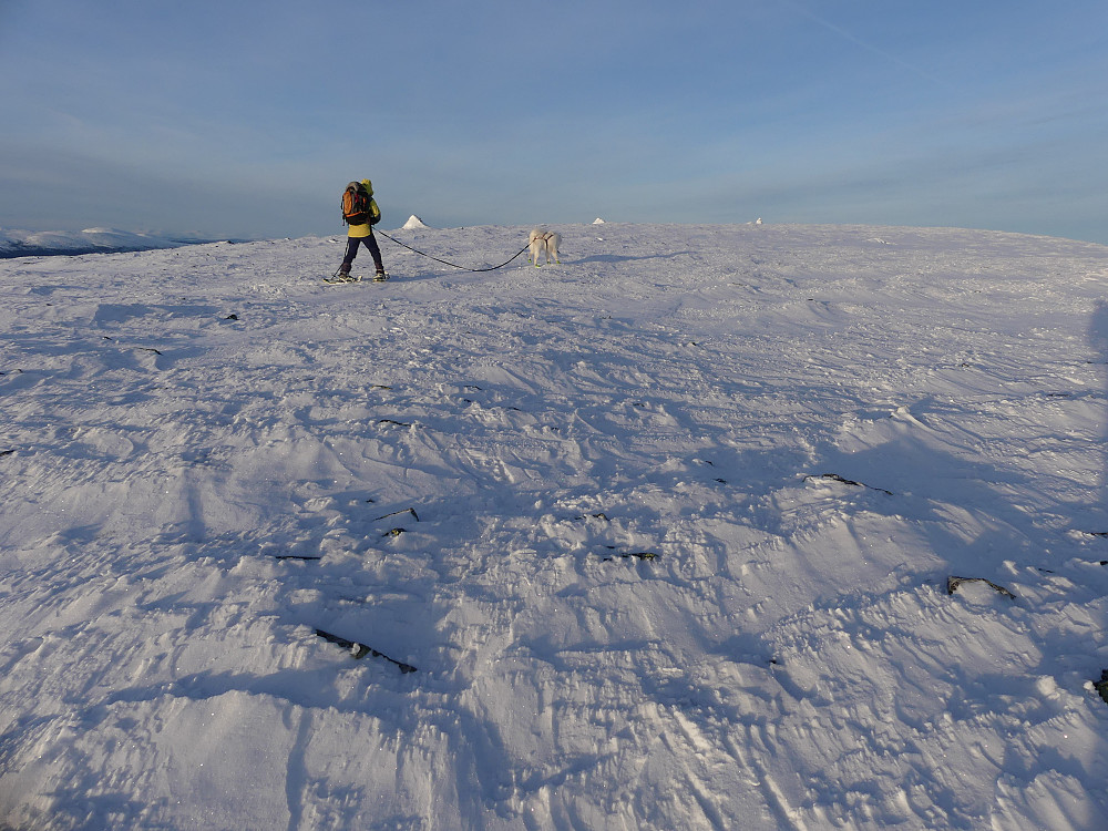 Vel oppe på Slettflåhøa, 1154 moh.