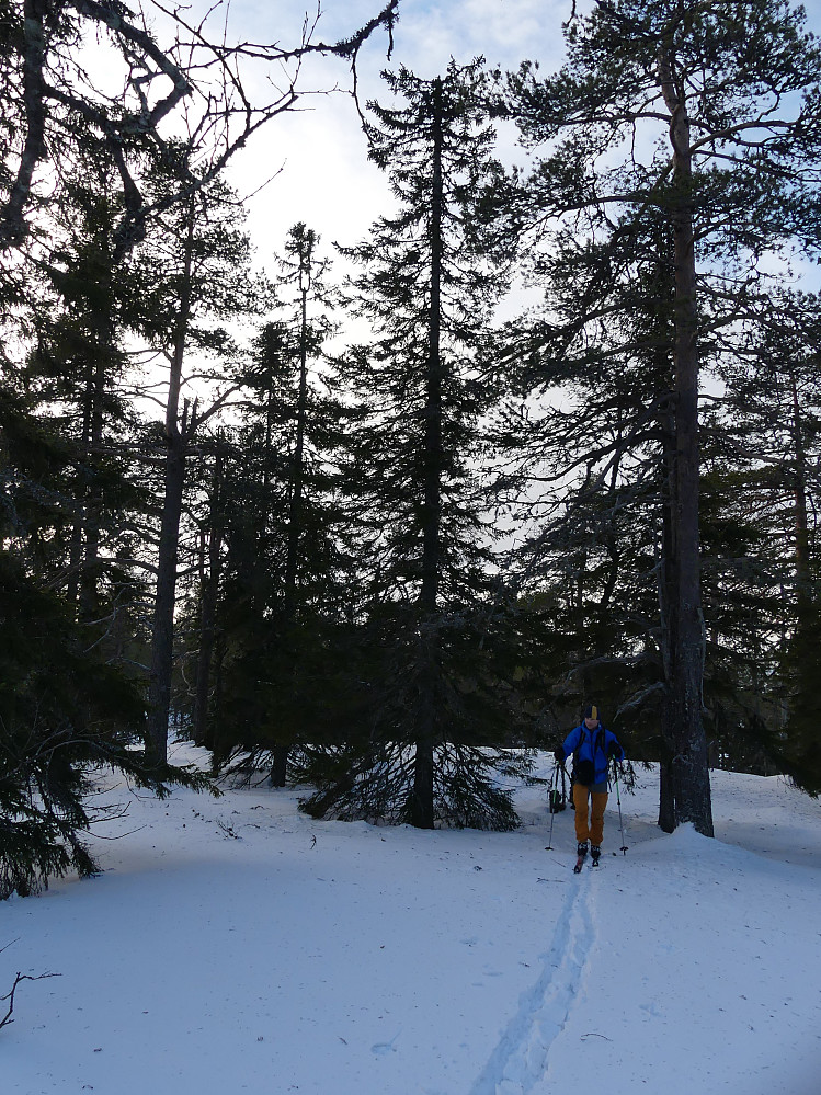 Nord på Løvåskjølen.