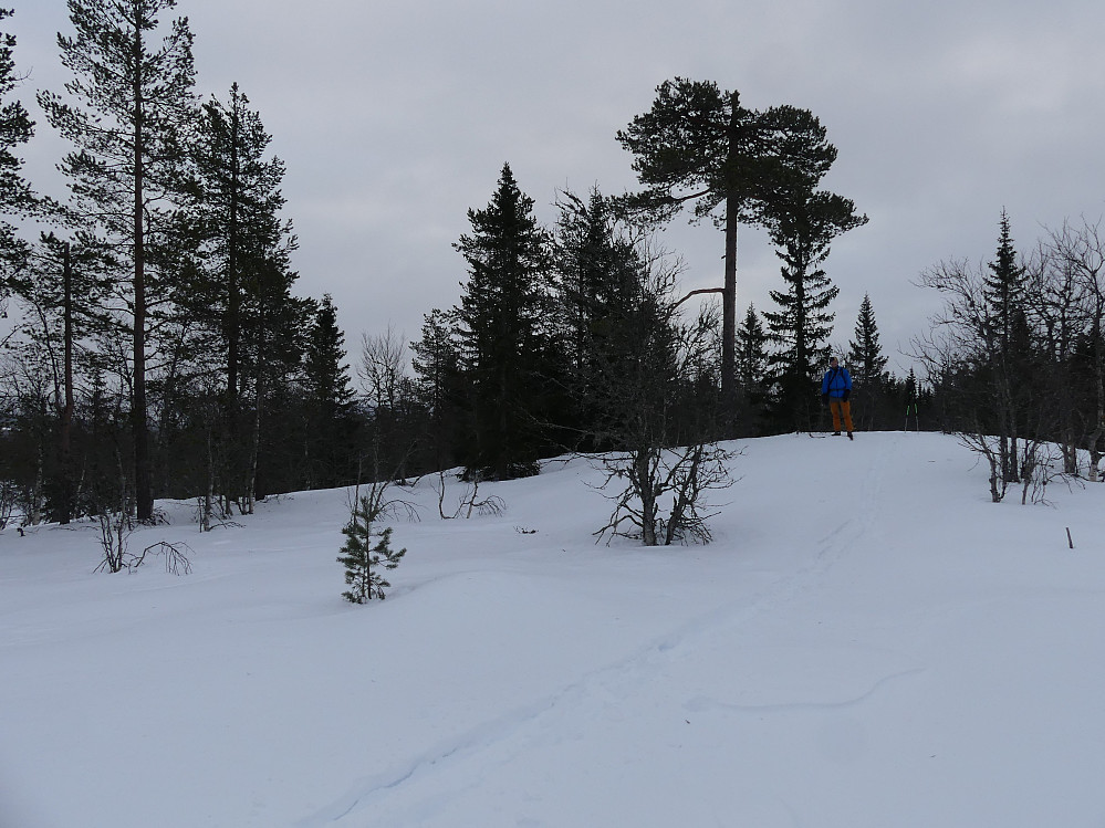 På Nesvollberget, 713,34 moh.