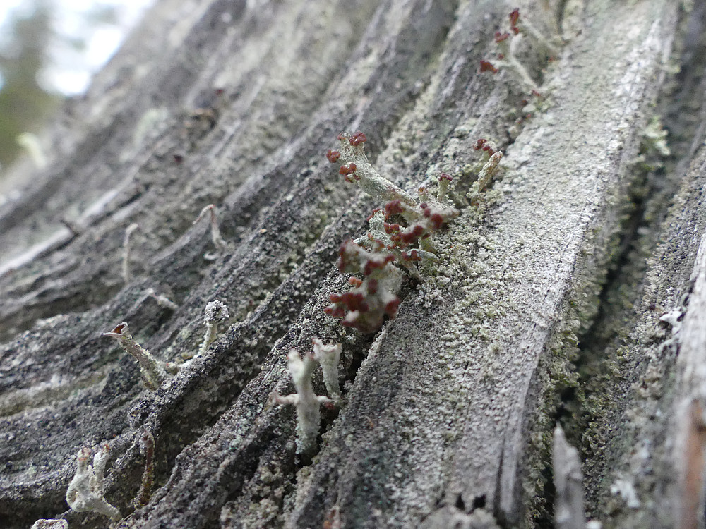 Er man heldig kan man finne den lille rødlistede laven furuskjell her. Den vokser på gamle døde furustubber.