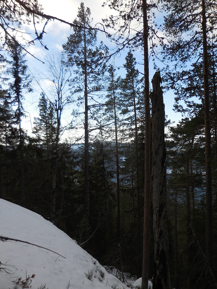 Inn i gammelskogen.