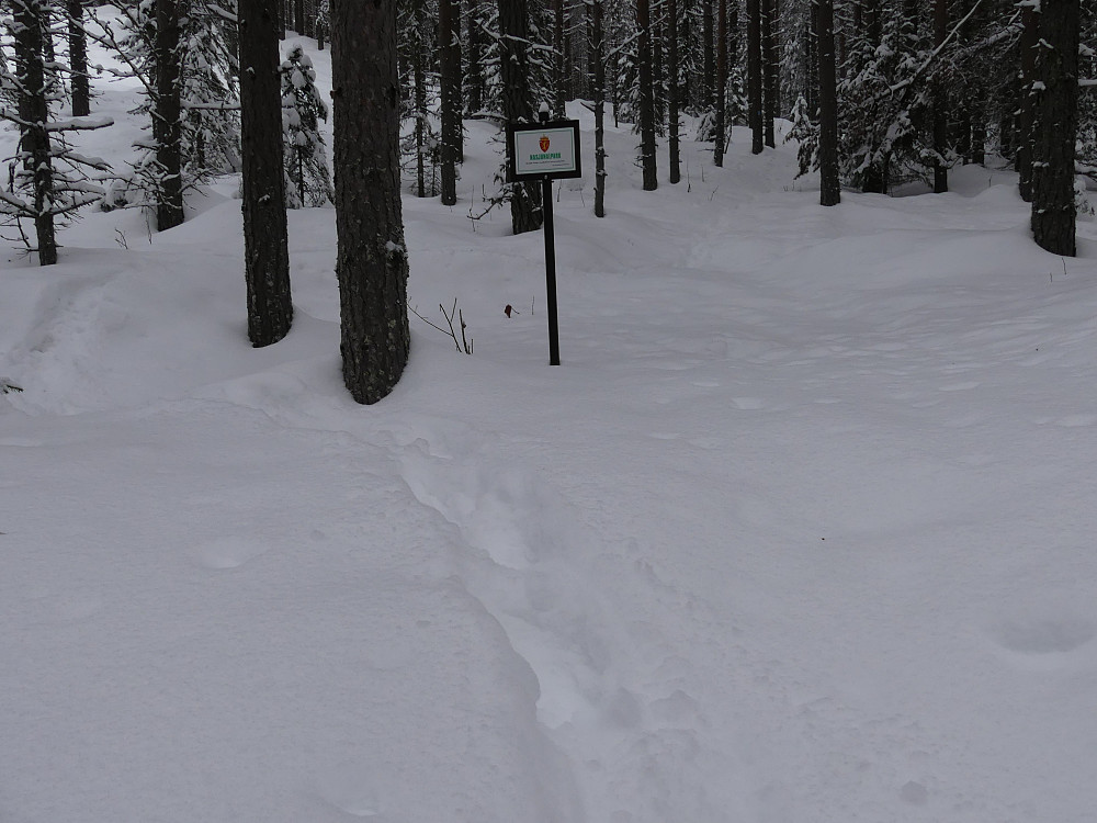 Ferske gaupespor i Fulufjellet nasjonalpark.