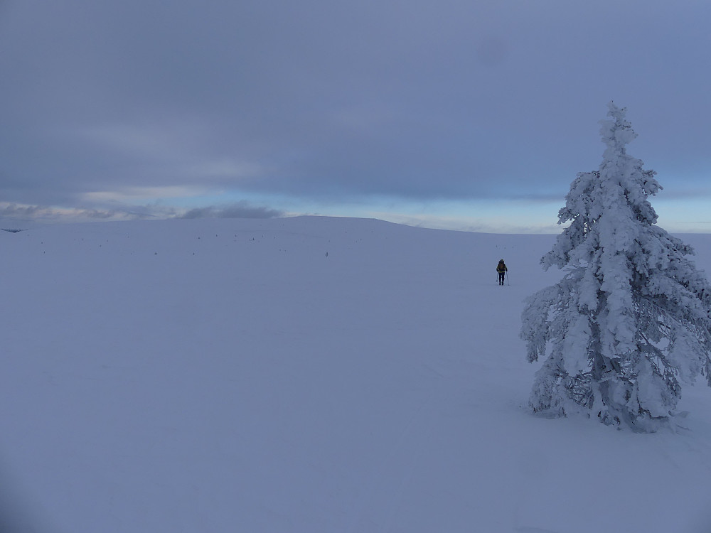 Endelig oppe på snaufjellet og til et supert føre!