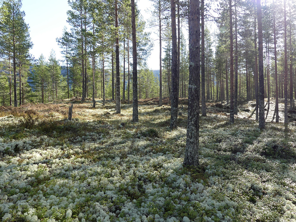 På toppen av Nord for Vervadalen, 327 moh. En skikkelig furutopp!