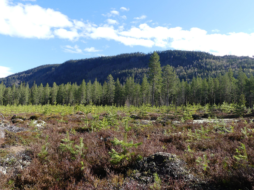 Den sørvestre lia under Knøsen og Granberget danner Jukulen naturreservat.