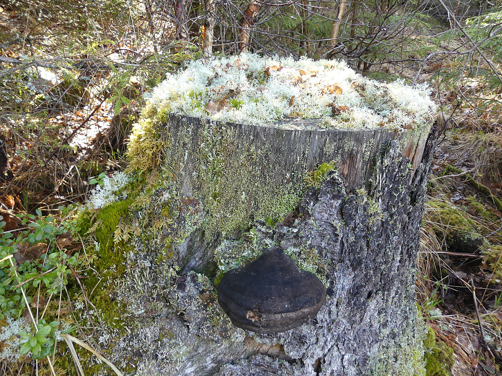 Gammel og gråhåret.