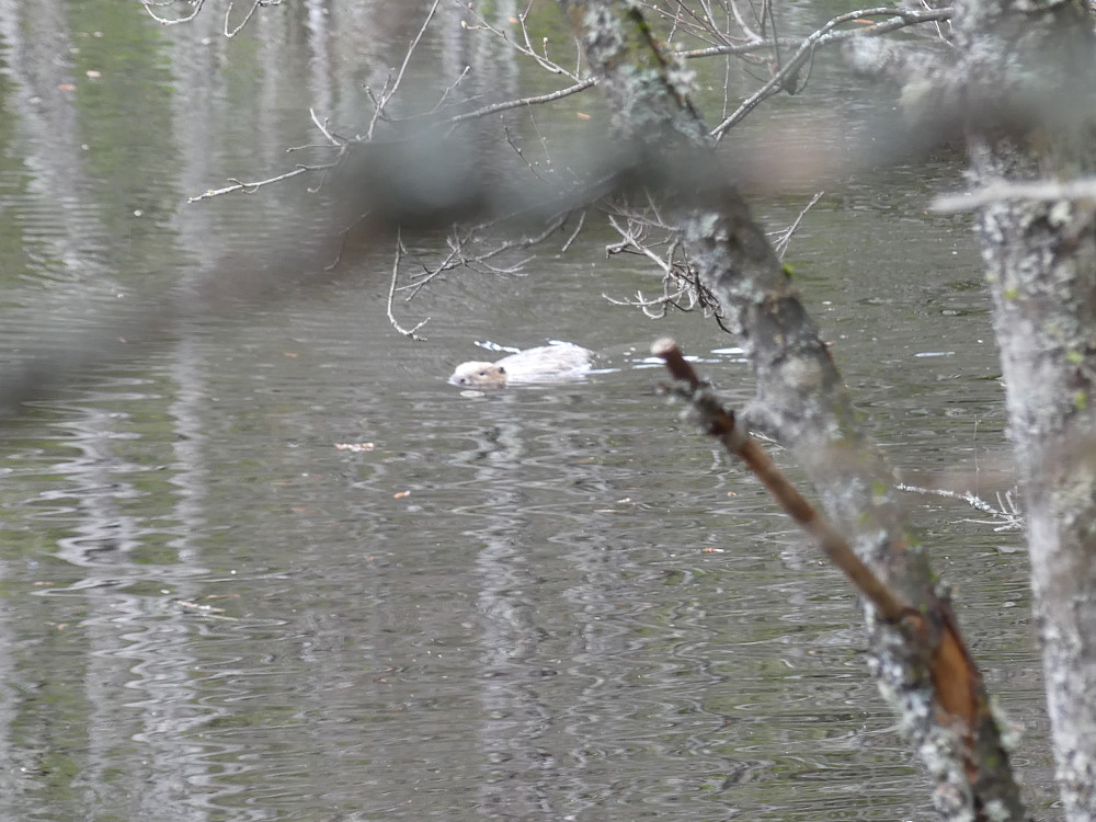 En bever har også tilhold i loken.