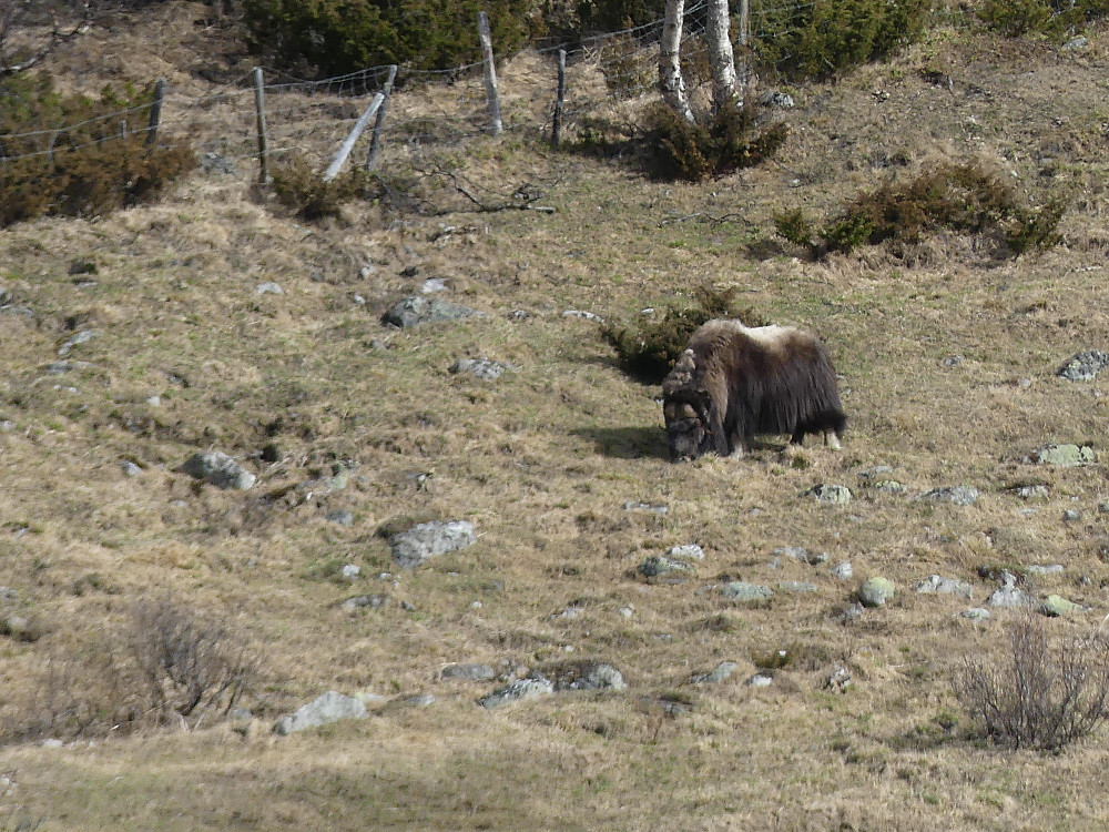 Passerte denne på vei til Oppdal.