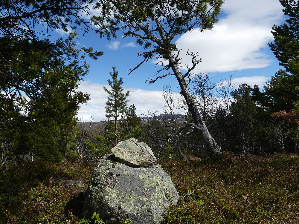 På toppen av Kviknhaugen, 802 moh. Syndre Gråhøa skimtes i bakgrunnen.